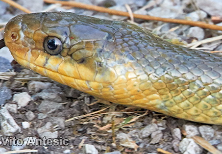 Animal - display this album Animal